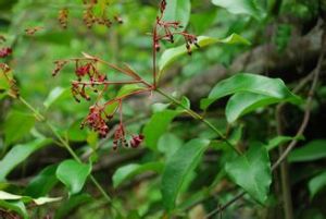 毛帘子藤 毛帘子藤