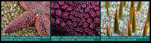 海星的體壁與骨骼