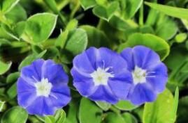 圓葉土丁桂（變種）