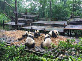成都大熊貓繁育研究基地