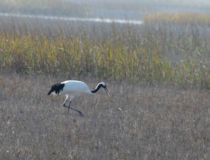 鹽城生物圈保護區 鹽城生物圈保護區
