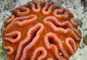 直紋合葉珊瑚 直紋合葉珊瑚