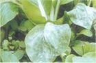 油菜白粉病 油菜白粉病