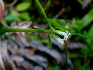 纖花耳草 纖花耳草