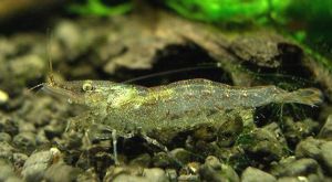 蹄肢米蝦 蹄肢米蝦