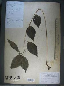 皺果艾麻 皺果艾麻
