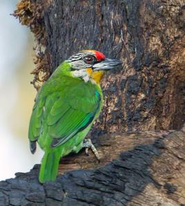 金喉擬啄木鳥 金喉擬啄木鳥