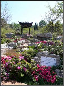 棕背川滇杜鵑 棕背川滇杜鵑