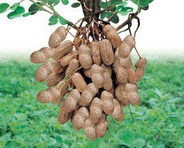 灤縣花生 灤縣花生