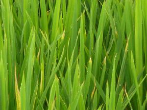 水稻乾尖線蟲病