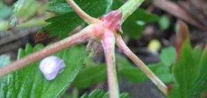 粗根老鸛草 粗根老鸛草