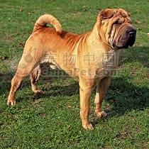 中國沙皮犬