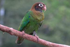 褐冠鸚鵡