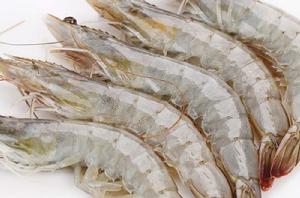 海白蝦 海白蝦
