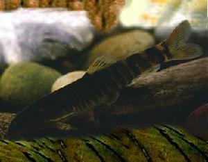 盈江條鰍 盈江條鰍