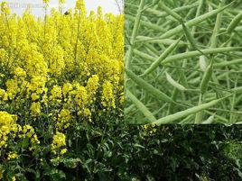 油菜花葉病 油菜花葉病