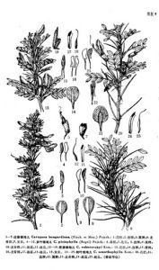 邊塞錦雞兒 邊塞錦雞兒