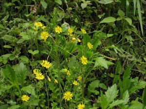 川黔黃鵪菜 川黔黃鵪菜