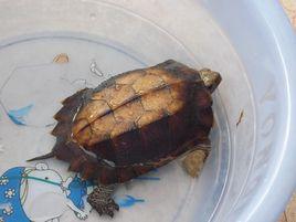 鋸緣圓龜 鋸緣圓龜