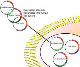 基因矯正 基因矯正