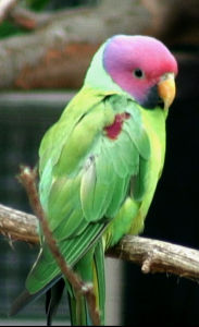 紫紅頭鸚鵡 