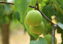 黑山錦豐梨 黑山錦豐梨