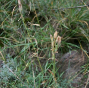 內蒙古女婁菜 內蒙古女婁菜