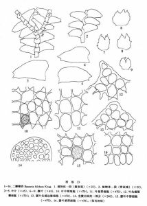 二瓣鞭苔 二瓣鞭苔