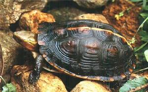 黃緣閉殼龜 黃緣閉殼龜