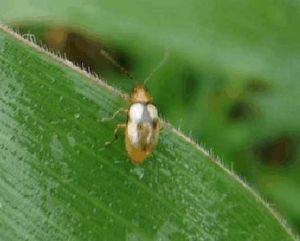 微凹日螢葉甲 微凹日螢葉甲