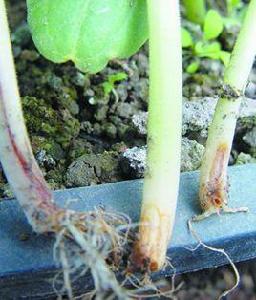 黃瓜根腐病 黃瓜根腐病