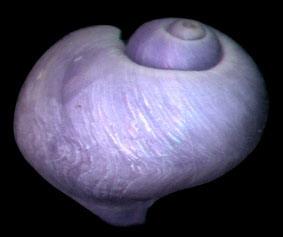 琉璃紫螺