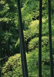 浮亭崗村 浮亭崗村