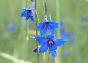 匙苞翠雀花 匙苞翠雀花
