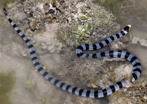 扁尾海蛇 扁尾海蛇