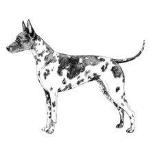 美國無毛梗標準側面圖