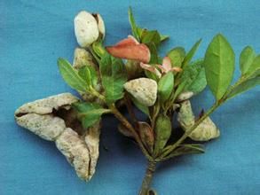 杜鵑葉腫病 杜鵑葉腫病