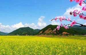 萬畝油菜花海 萬畝油菜花海