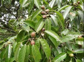 黃背青岡 黃背青岡