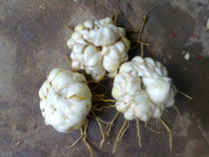 中西山百合 中西山百合