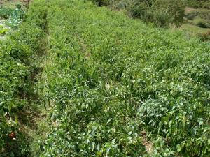 小馬廠自然村特色產業-蔬菜種植
