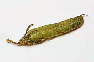 大黃芒柄花的果實——莢果