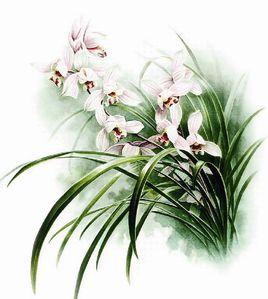 愛蘭者愛民 愛蘭者愛民