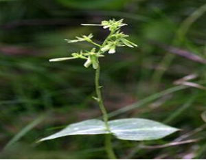 無毛對葉蘭 無毛對葉蘭