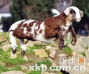 德國“自然”雜交的山綿羊