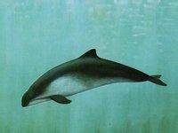 新鼠海豚 新鼠海豚