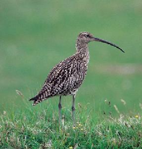 白腰濱鷸 白腰濱鷸