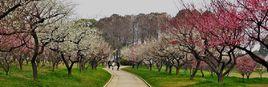 東湖梅園 東湖梅園