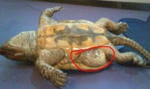鷹嘴龜的疾病防治