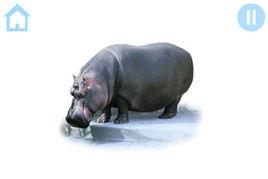 兒童動物閃卡 兒童動物閃卡